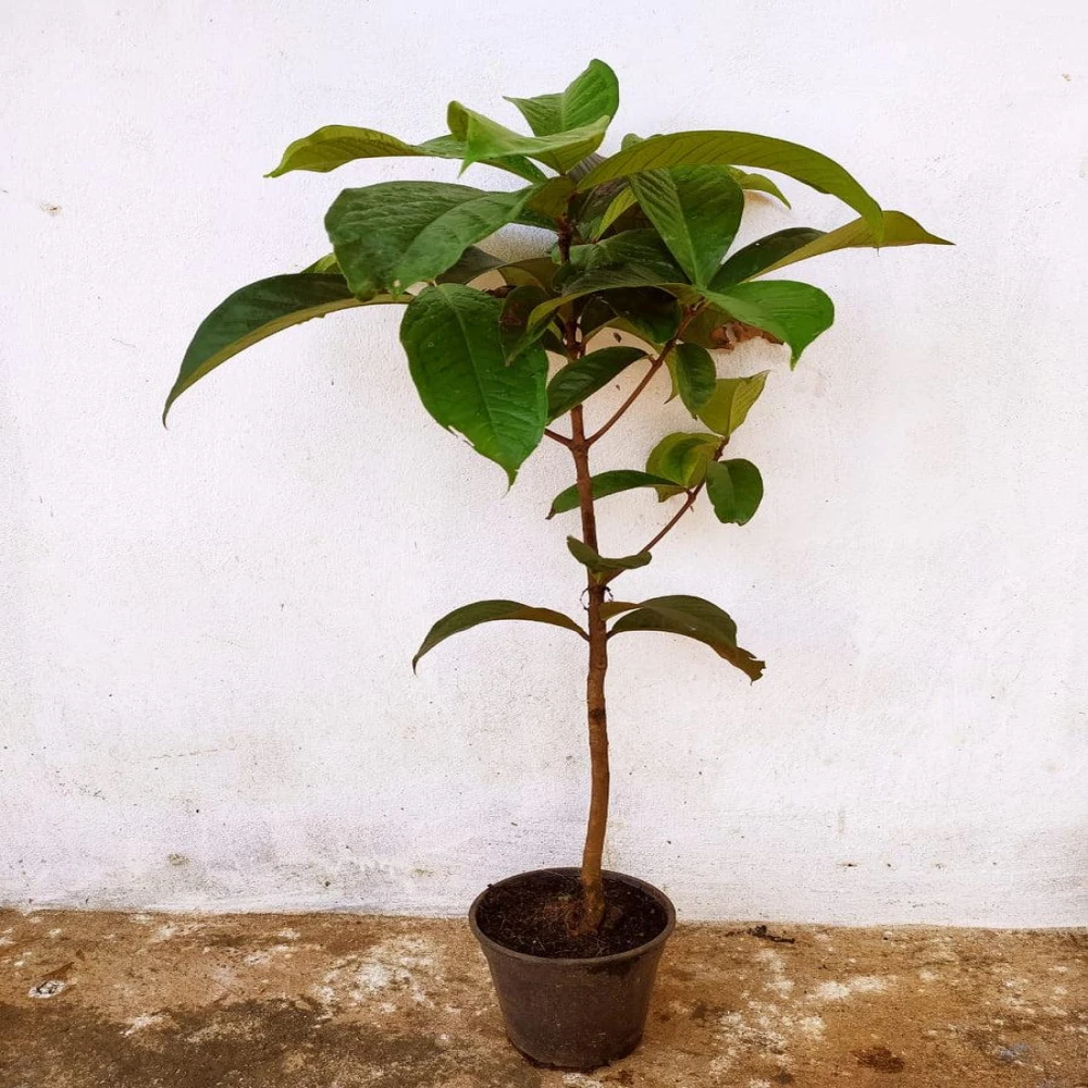 Apple Tree Plant Malaysian