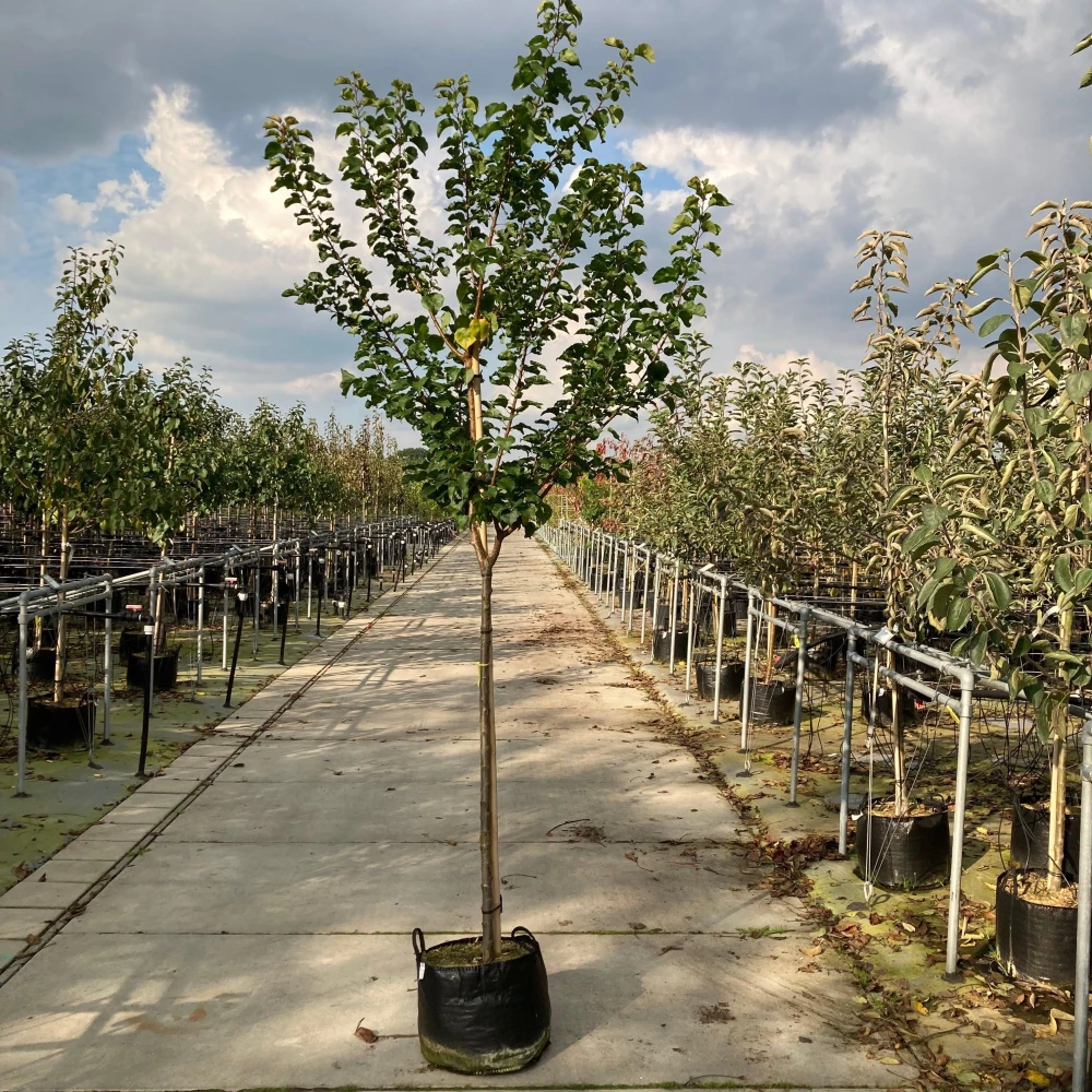 Apricot Fruit Plant-এপ্রিকট