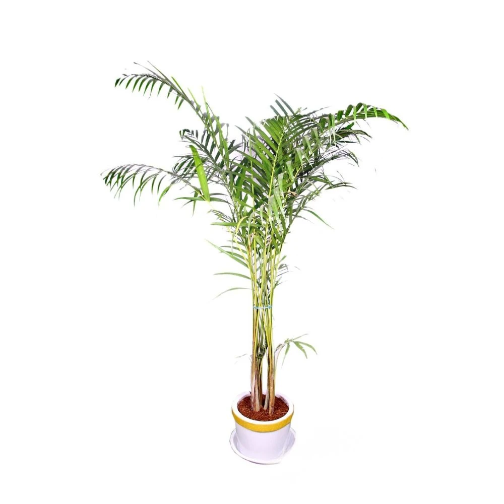 Areca Palm Indoor Plant Medium Bush 4/5 Feet With Golden White Planter
