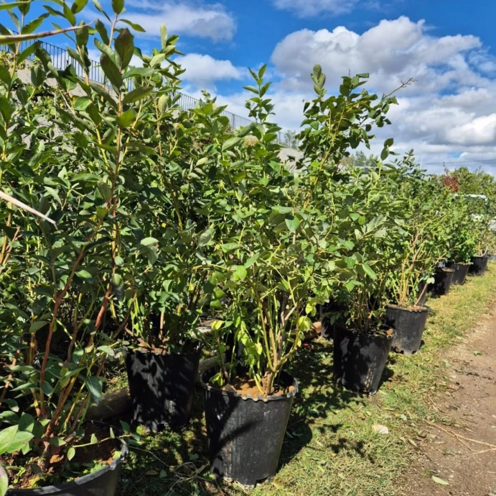 Blueberry Fruit Plant