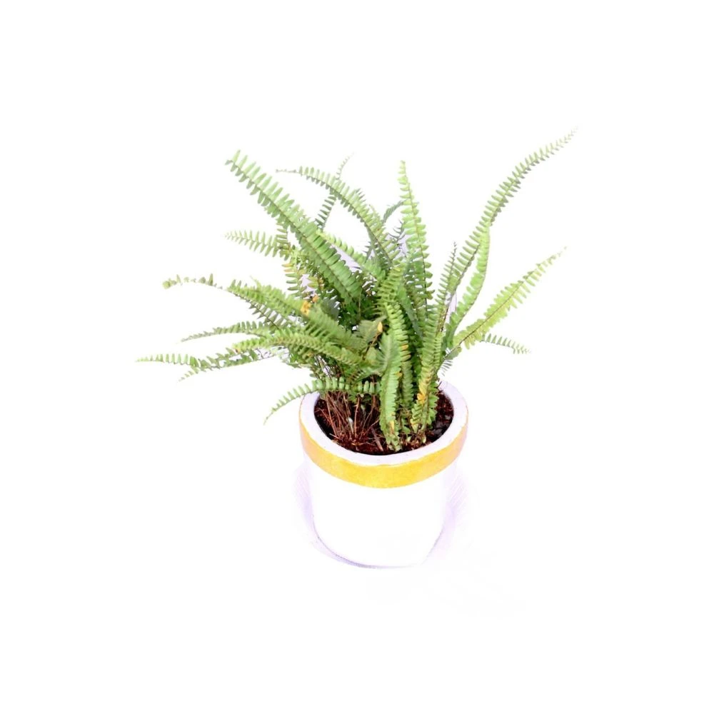 BOSTON FERN BALCONY PLANT With Golden White Planter