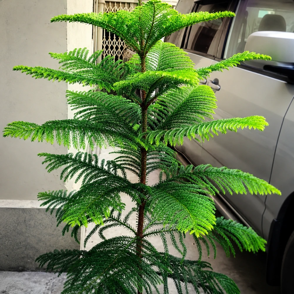 Christmas Tree Natural