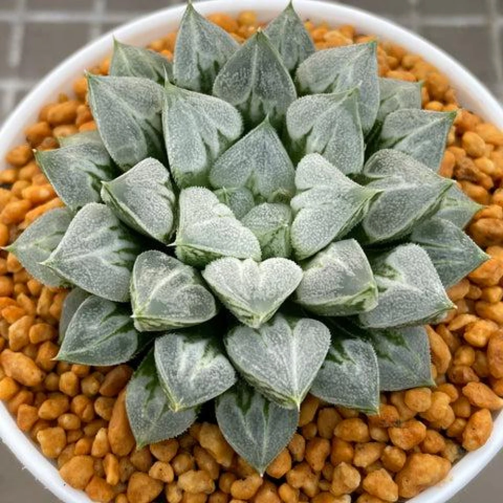 Indian Sacculent Plant