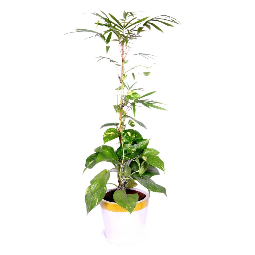 MONEY PLANT WITH GOLDEN WHITE PLANTER