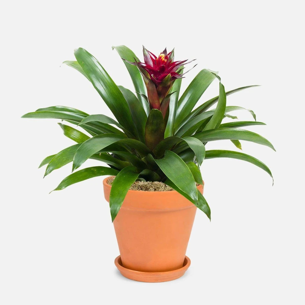 Orchid-Bromeliad অরকিড ব্রোমেলিয়া