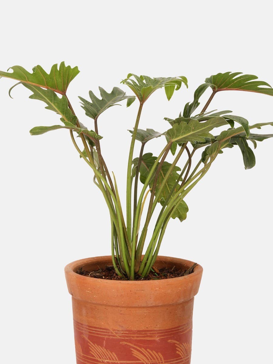 Philodendron with Tub