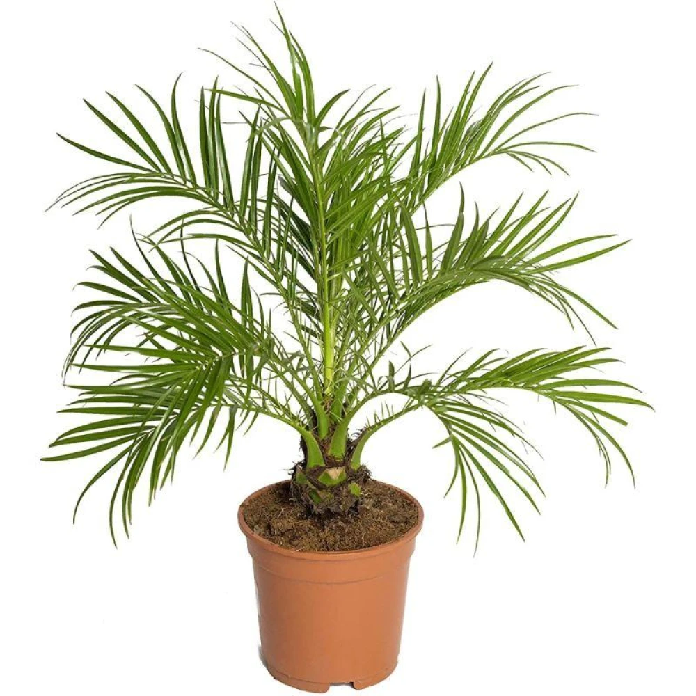 Phoenix Palm Plant