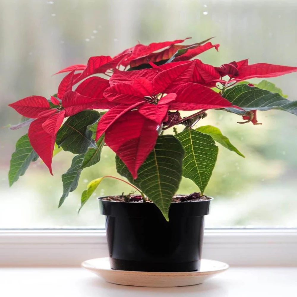 Poinsettia Flower Plant