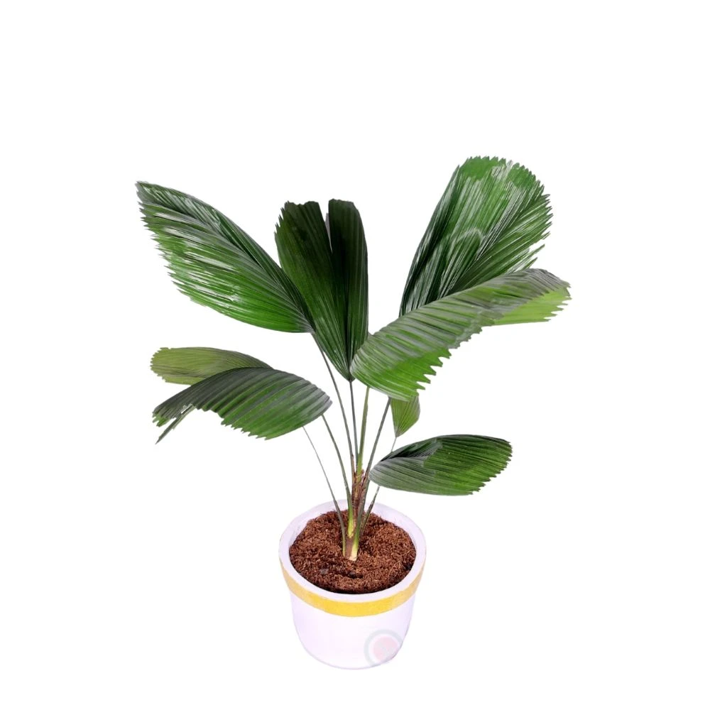 PRICHARDIA PALM INDOOR GOLDEN WHITE PLANTER
