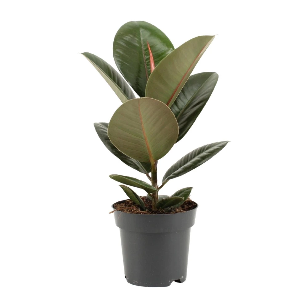 Rabar Plants