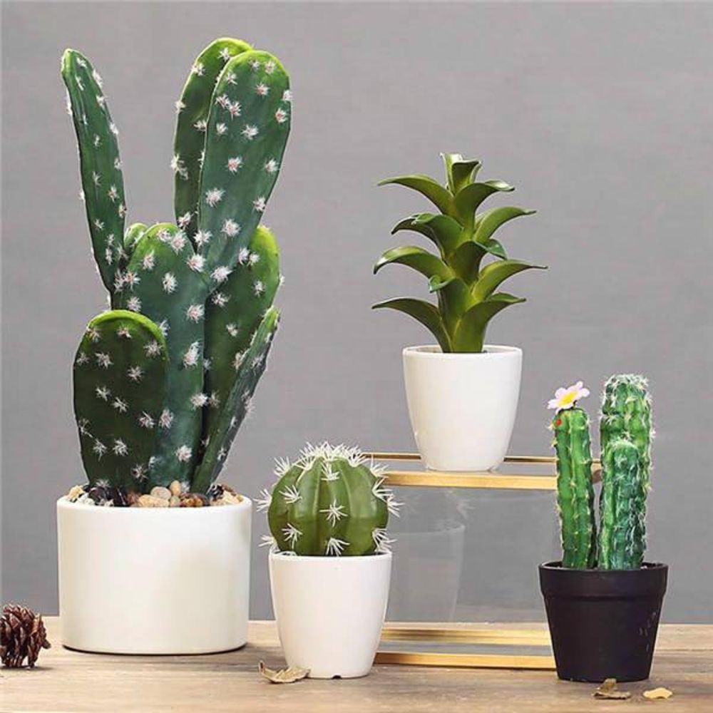 Rare Cactus Plant Japan Succulent flower bonsai plant indoor plant