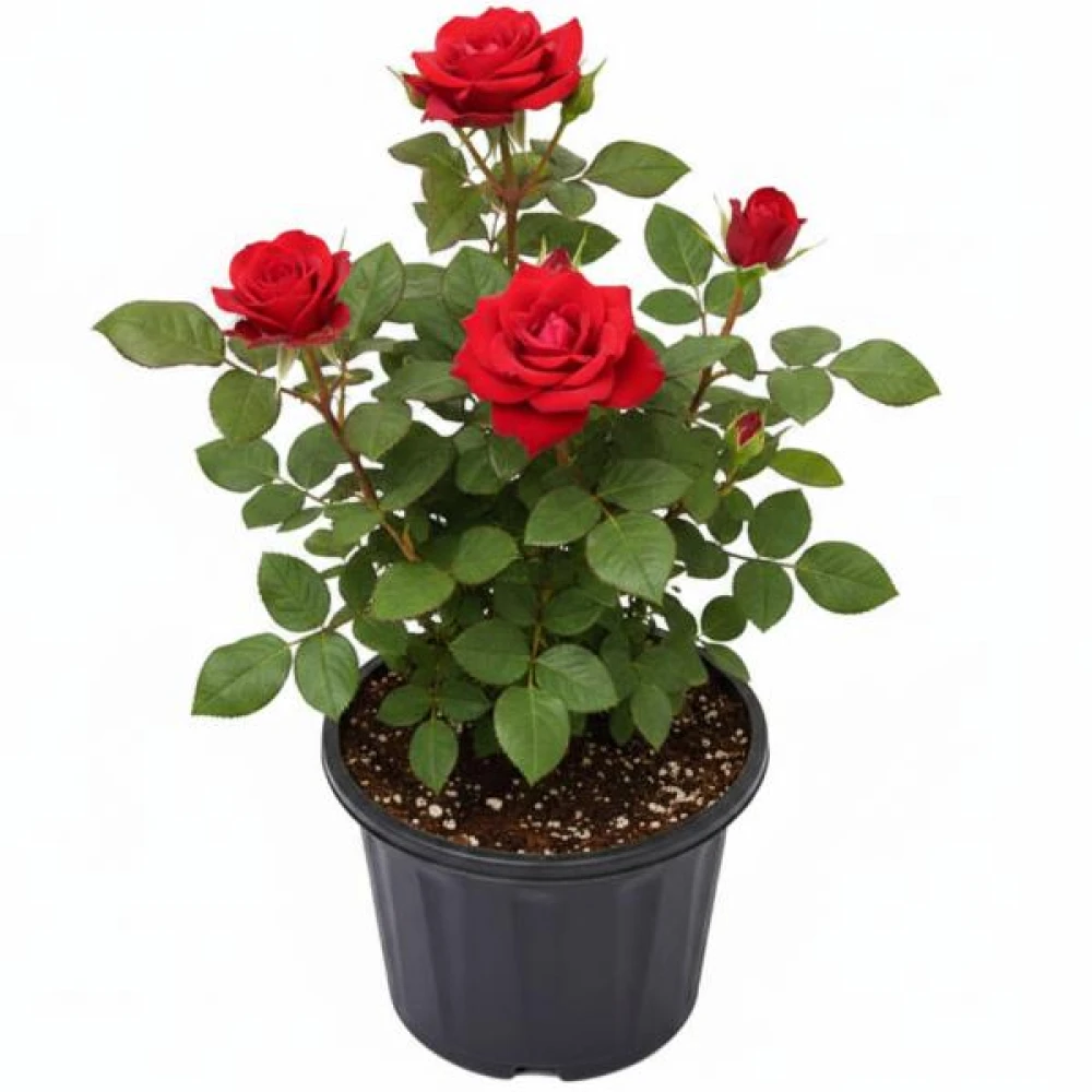 Sindoori Rose Plant