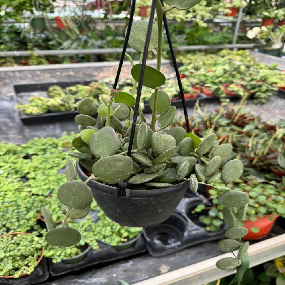 Xerosicyos Danguyi – Succulents